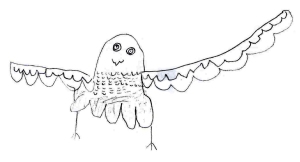 The pupils' drawing of a peregrine falcon