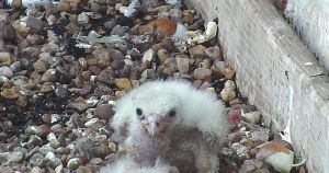 The remaining peregrine chick in the nest box