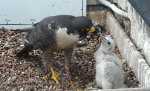 Food for thought: We need you to help name our popular peregrine chick