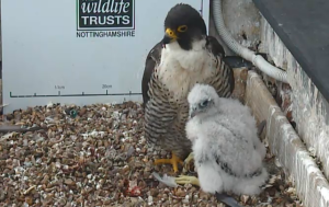 Ready for ringing: our peregrine chick