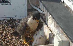 Under a watchful eye: one of the parents monitors the remaining chick