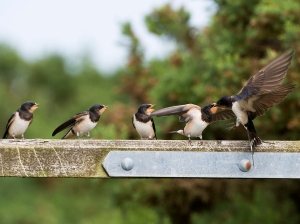 A swallow feeding its young (Image: Mike Vickers)
