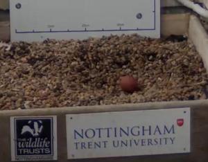 The first peregrine falcon egg of 2013