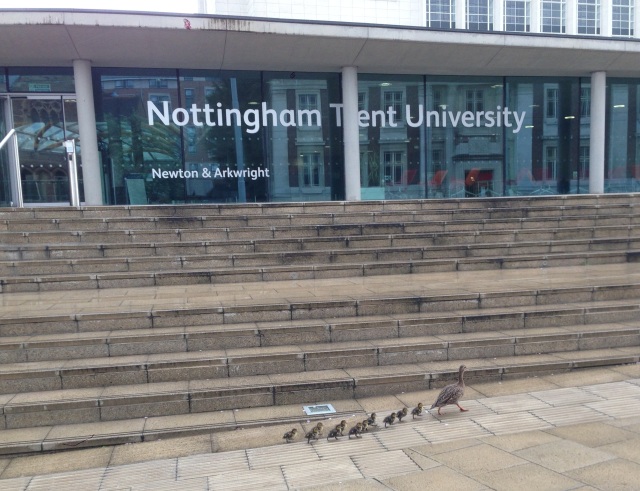 More feathery chicks at the NTU Newton building